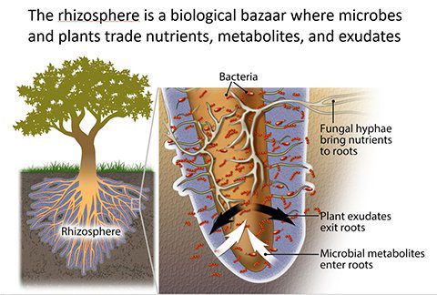 What Are Plant Root Exudates Responsive Irrigation Australia